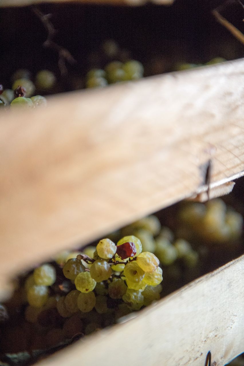 Vignoble Technique Vin de paille VDP-0043